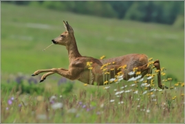 <p>SRNEC OBECNÝ (Capreolus capreolus) Šluknovsko - Království --- /European roe deer - Reh/</p>